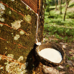 Tapping sap from the rubber tree