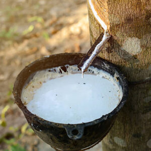 latex extracted from rubber tree (Hevea Brasiliensis) source of natural rubber.jpg
